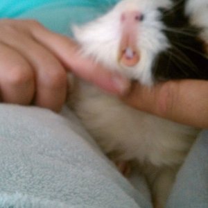 Chin Rubs for the Pig!