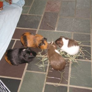 My four girls enjoying some hay