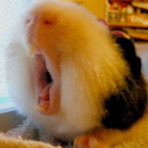 Fitzroy Yawning