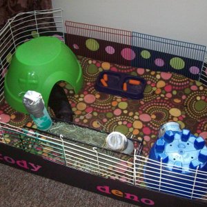 The boys new cage