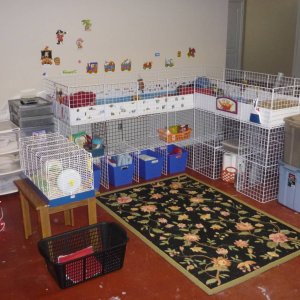 Guinea Pig nursery!!