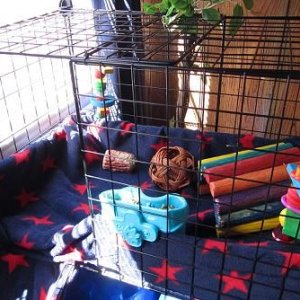 my 2x3 with 2nd level guinea pig cage