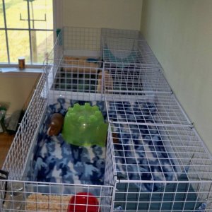 New C&C cages for our three guinea pigs