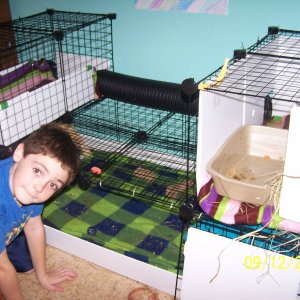 Levi and Inca cage 1