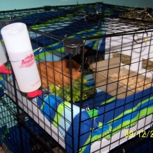 Levi and Inca cage 2
