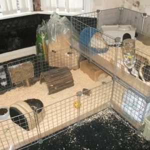 my piggies cage