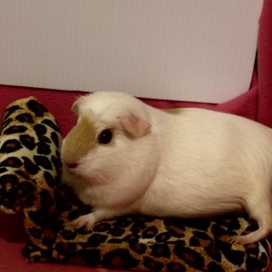 Guinea Pig Couch