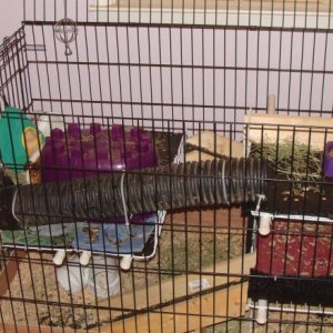 4 story dog crate pig cage #2
