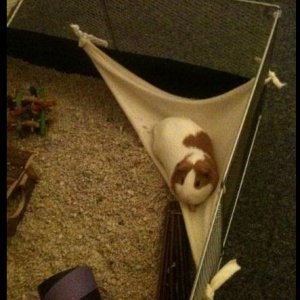 Hiccup in a Hammock.