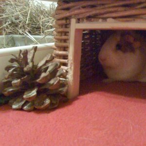Different views of my cavy sanctuary