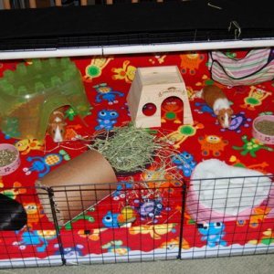 Alice, Mango, and Olive's cage