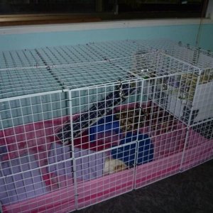 Enclosed C&C 2x4 cage, with 2x1 loft