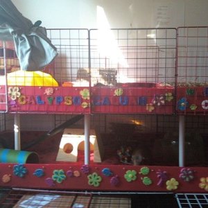 My cage - Decorated