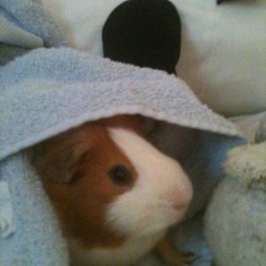 Pigs in Blankets! (Hiccup)