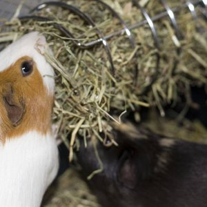 Pigs with their favourite thing - Hay!