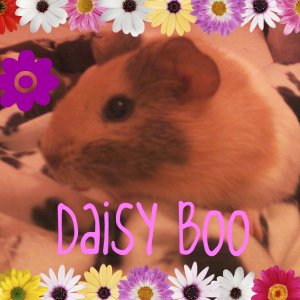 Daisy11