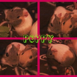 Poppy Collage