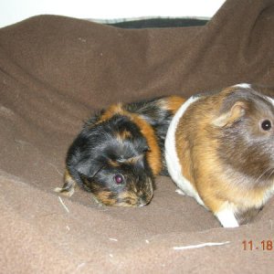 Snickers and Reeses