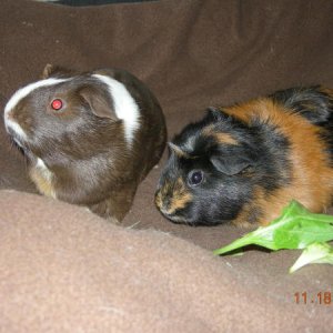 Snickers and Reeses
