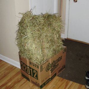 First bale of hay!