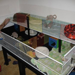 New cage