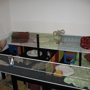 New cage