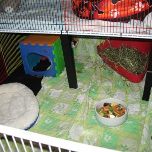 New cage - new pigies apartment