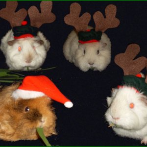 Christmas Guinea Pigs