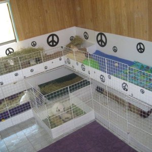 Pig and Bun cage