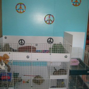 Foster Bun and Pig Cage