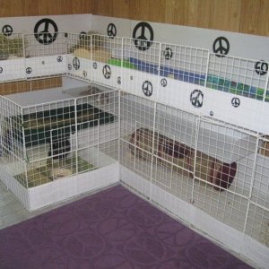 Bunny cage with pigs on top