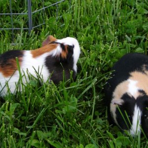 Lily and Mocha's outdoor time