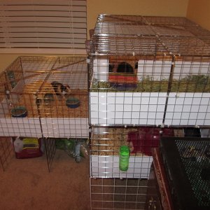 2 Story (living space) closed cage for my 3 piggers
