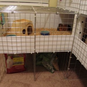 Roxy, Bella, and Penny's new cage