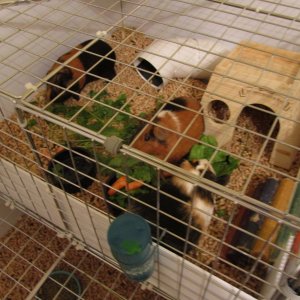 Roxy, Bella, and Penny's new cage