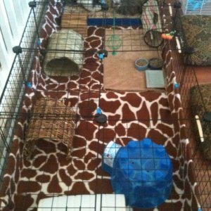 New guinea cage