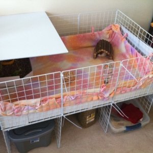 First pig first cage!