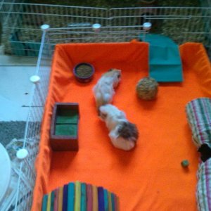 Guinea's First C&C cage