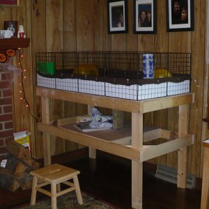 guinea_pigs_new_house_009