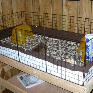 guinea_pigs_new_house_010