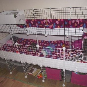 Nibbler and Leila's new C&C cage!