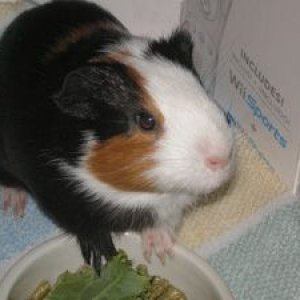 Callie; My First Piggie!