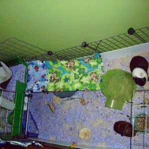 Buddy and Oreo's Cage