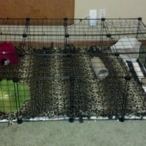 My unfinished cage.