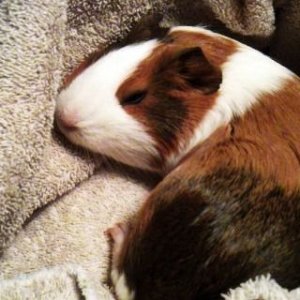 Sleeping Pig