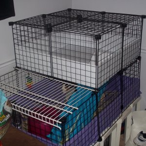 My first attempt at a C&C cage for my 2 piggies