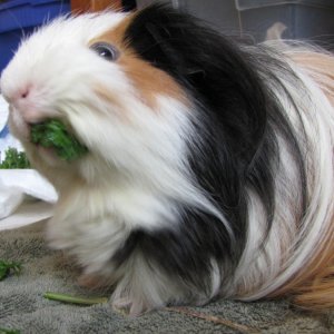 Enjoying the parsley!