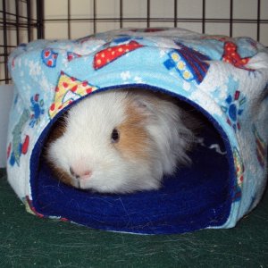 New Cavy Caves.