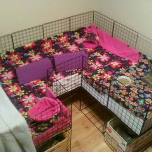 my female guinea pigs cage