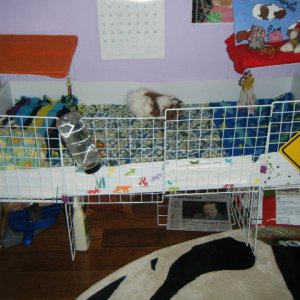 My Boys Cage: Picture 1